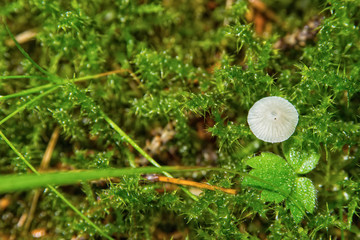 Gray mushroom growing in the green moss