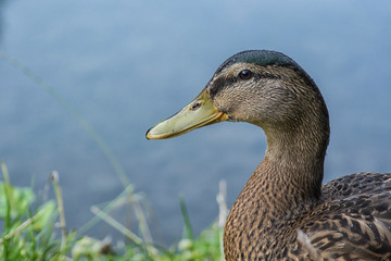 Portrait of wild duck with a pond