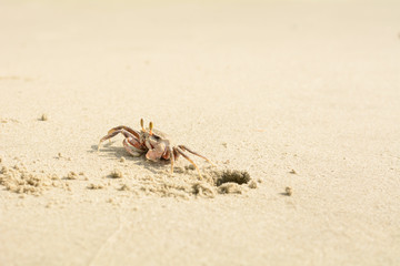 Crab on the beach