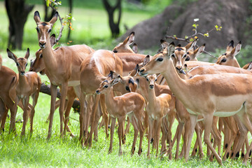 Naklejka na ściany i meble A herd of female and young impalas in Mosi-oa Tunya Nation Park, Zambia, Africa