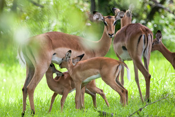 Baby Impala drinking milk, another one waiting for its turn, Mosi-oa Tunya Nation Park, Zambia,...
