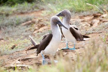Pair of blue footed boobies performing mating dance, Galapagos Islands, Ecuador