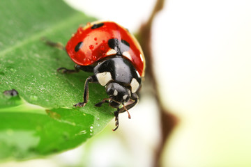 Fototapeta premium Ladybug on leaf, closeup