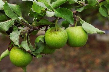 Fresh ripe green apples in the garden tree