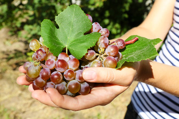 Juicy bunch of red grape in woman hands, close up