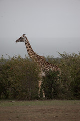 A giraffe standing on plain in Serengeti National Park, Tanzania, Africa