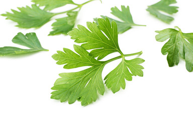 Fresh parsley isolated on white