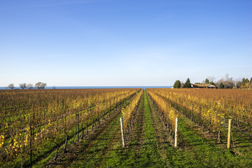 Fototapeta na wymiar Scenic Vineyard by Lake Ontario