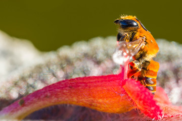 Obraz na płótnie Canvas Little bee on orange flower