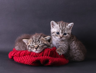 Naklejka na ściany i meble Grey cat sleep on knitted scarf color red with one cat sitting b