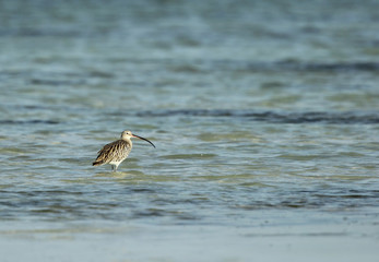 beautiful Curlew