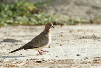 Laughing Dove