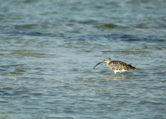 Curlew