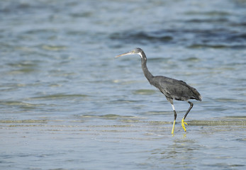 Western reef heron
