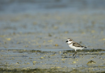 The greater sand plover