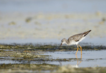 Redshank