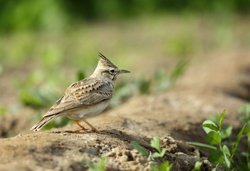 beautiful crested lark