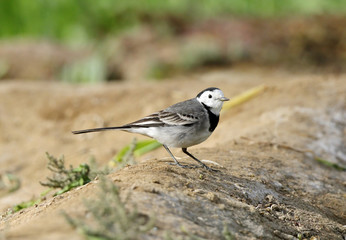 Beautiful White wagtail