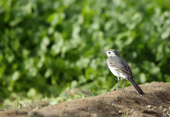 White wagtail female