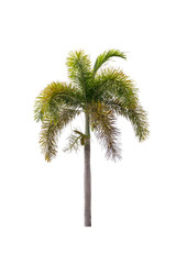 palm tree isolated on white