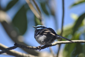 male superb fairy wren