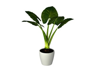 potted plant