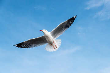 Beautiful Seagulls flying in the sky