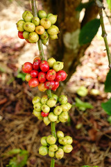 Coffee beans ripening on a tree.