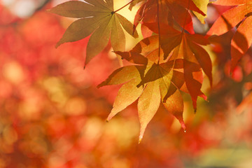 Naklejka na ściany i meble Autumn leaves nature background