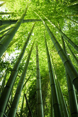 Panele Szklane  Bujny zielony bambus