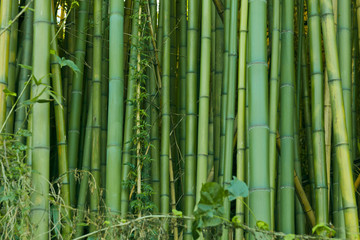 Green bamboo nature background