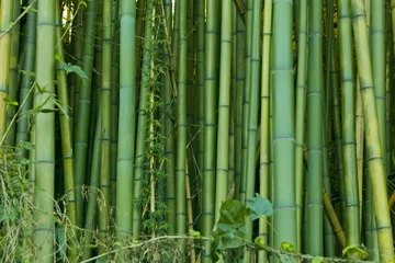 Papier Peint photo Lavable Bambou Fond de nature bambou vert
