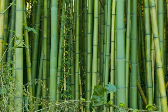 Green bamboo nature background