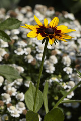Rudbeckia in garden