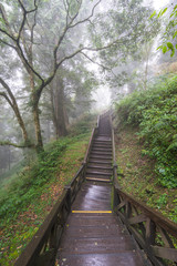 Wooden walkway in mist forest