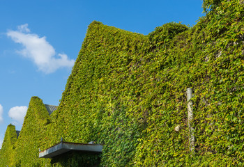 Buildings covered by green plants
