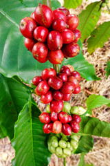 Coffee beans ripening on a tree.