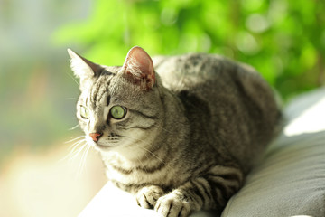 Beautiful cat on sofa close-up