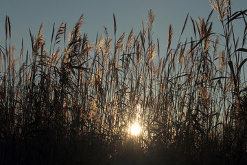 Fototapeta premium утро в плавнях