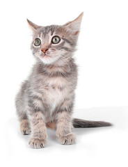 Cute little grey kitten, isolated on white