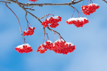 Bright red rowan in the snow against the blue sky