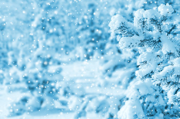 Bright winter landscape with snow-covered pine trees