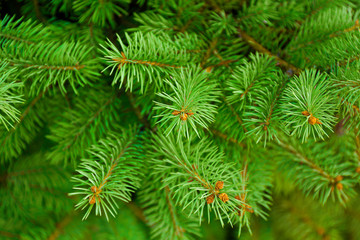 Pine tree background