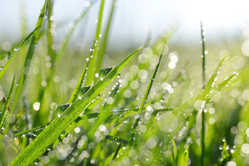 Fresh green grass with dew drops closeup. Nature Background