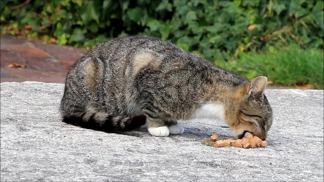 cat on a farm eating canned food outside

