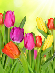 Purple, yellow and red tulip on green natural background