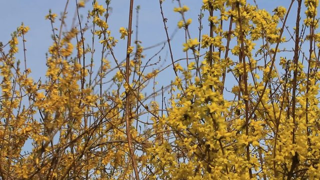 yellow flower forsythia in full bloom, spring
