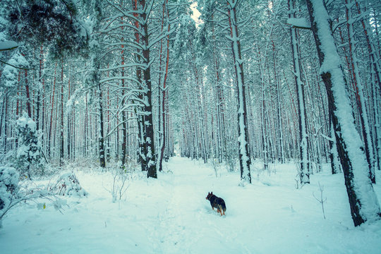 Fototapeta Dog running in the winter forest