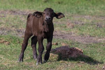 African buffalo calf, Amboseli National Park, Kenya, Africa