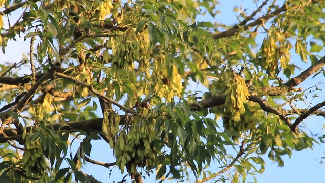 Ash Tree Flowers and fruits, fraxinus exelsior
